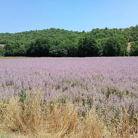 La Bergerie En Provence Bed & Breakfast Puimichel