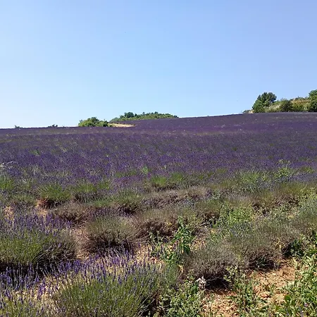 La Bergerie En Provence Bed & Breakfast Puimichel